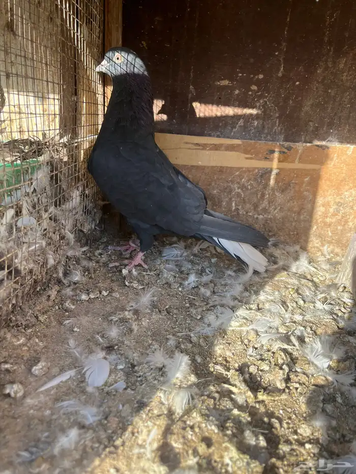 حمام قطايف أجواز وطبات 4