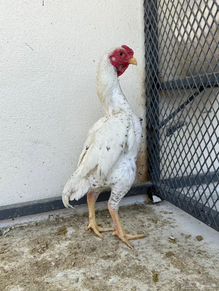 ديوك كوشامو 3