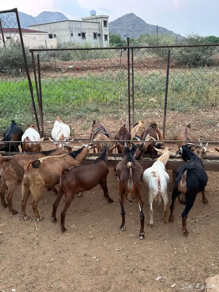 27 راس تيوس ذكور من 4 شهور وفوق 3