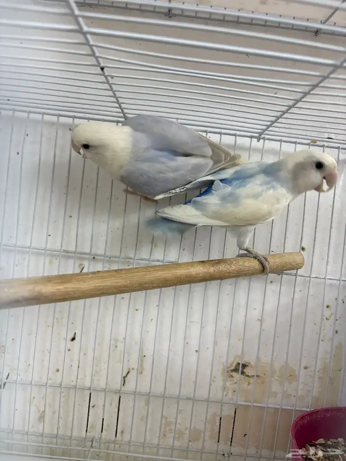 زوج روز مع ثلاثه فروخ وبيضه 3