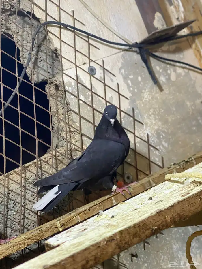 حمام قطايف 1