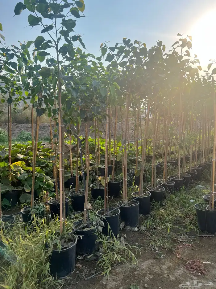 مشتل مؤسسة ميم للتشجير نيم لبخ باركنسونيا اكاسيا 5