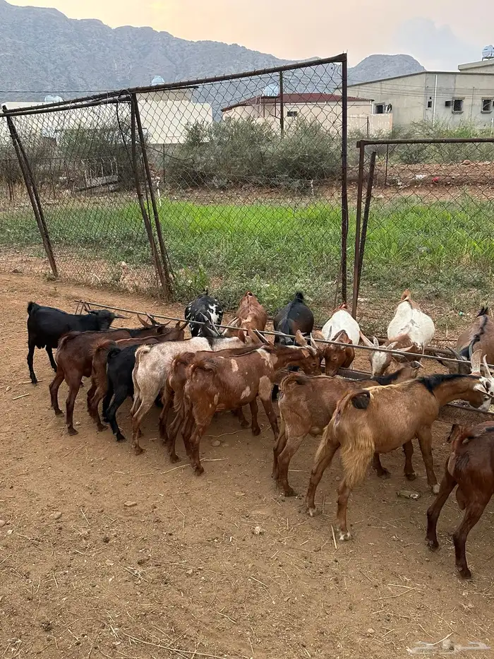 27 راس تيوس ذكور من 4 شهور وفوق 2