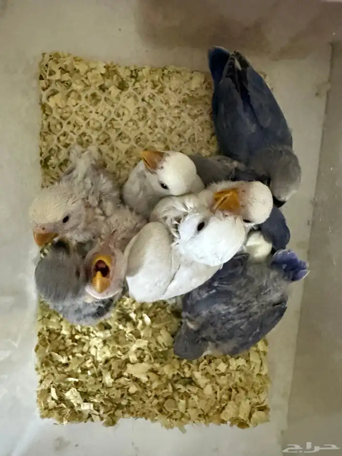 فروخ روز باليد فايلوت هدد قريب 5