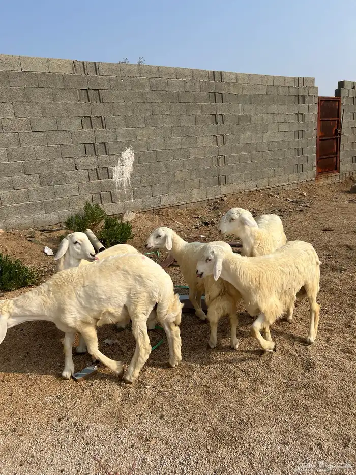 طليان حريه للبيع 3