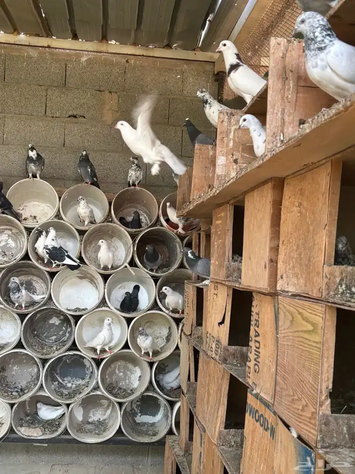 حمام عادي اكثرة فواتح وهندي كلهم عيال بعض 0