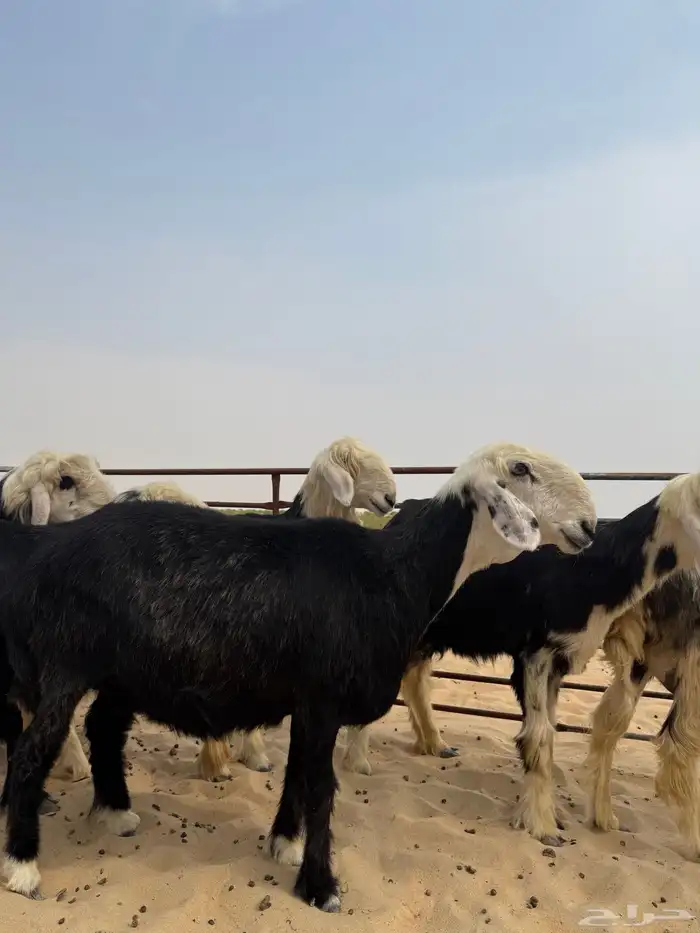 6 غنم نجد بالفحل 1