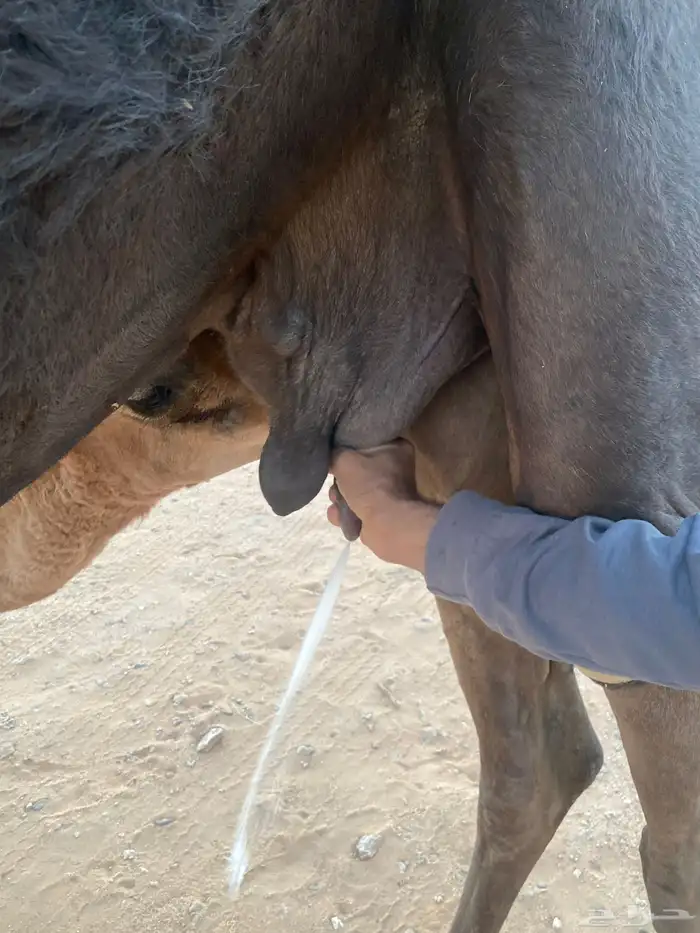 عشره معها بكره 0