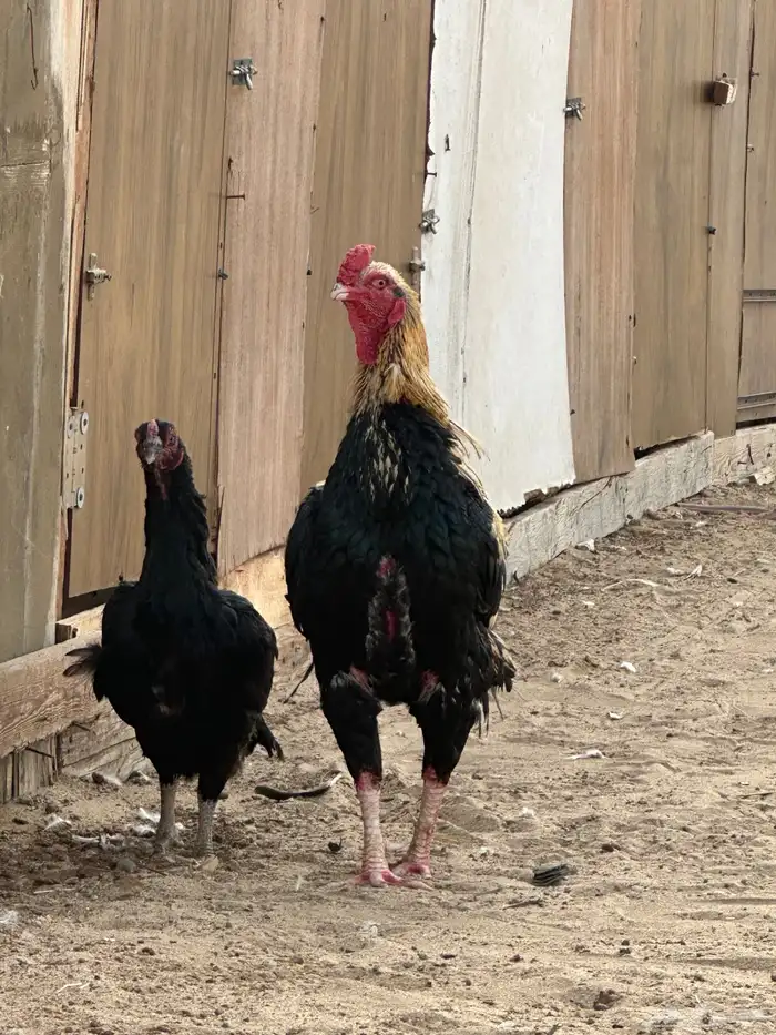 ديك سنودي بيور 3