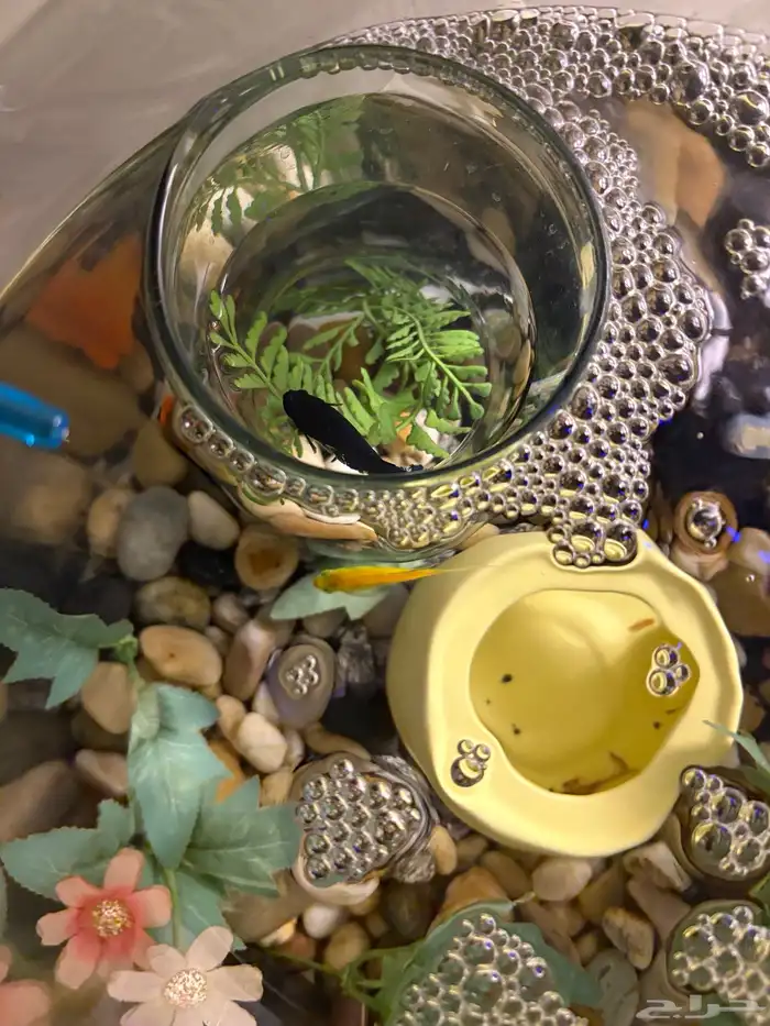 سمك زينه مع الحوض والاكل والمعقم 1