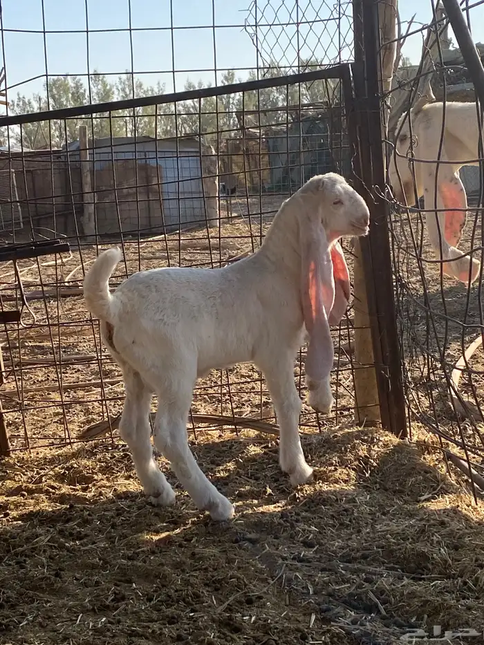 عنز والد معها تيس خصم صنف 4