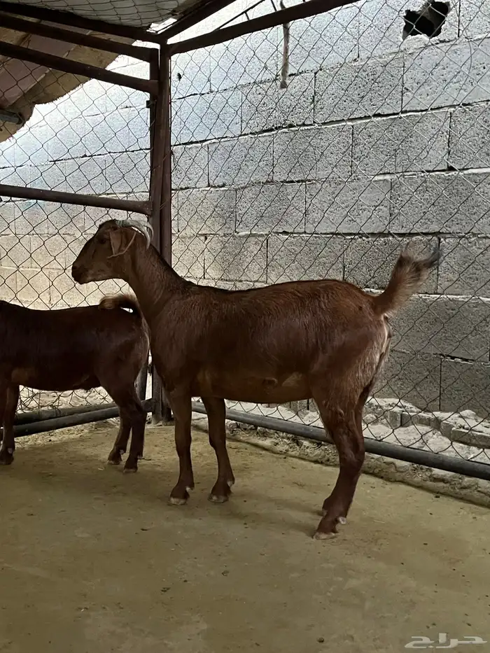 عناق للبيع 0