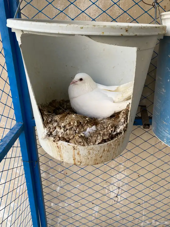 حمام فرنسي نظيف شرط ومنتج 0