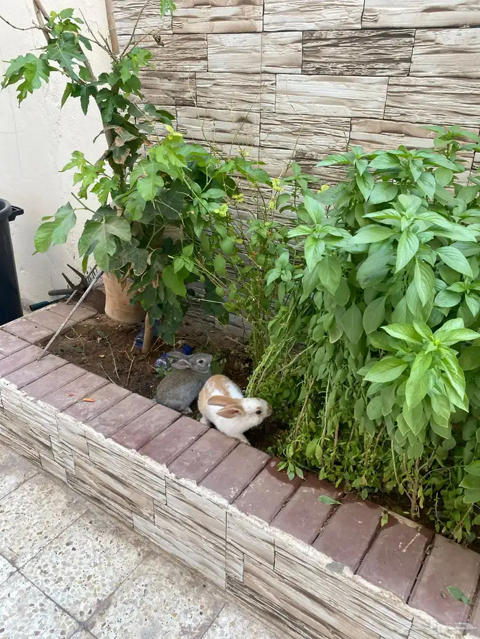 ارنبين للبيع 0