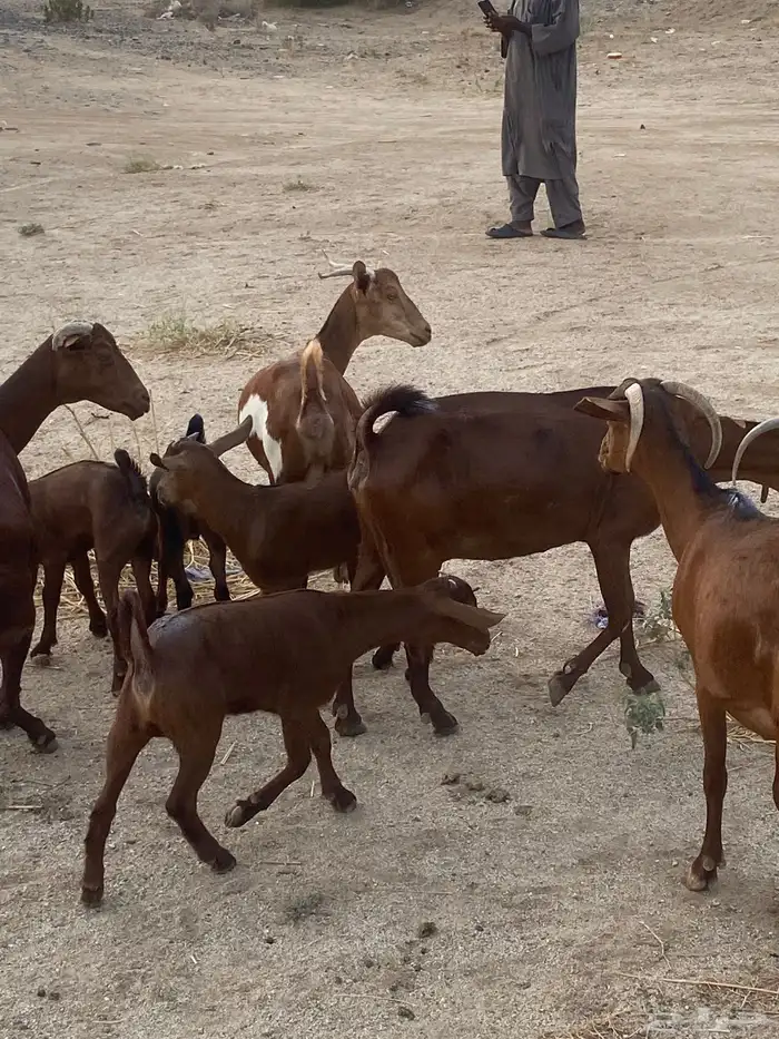 خلفات محايلات تم البيع 4