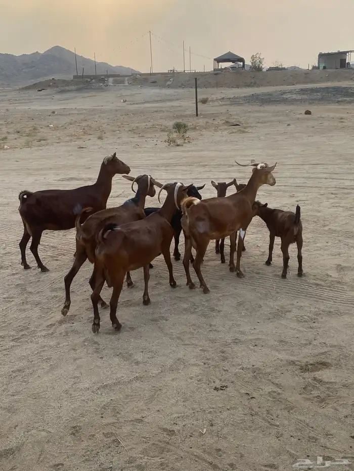 خلفات محايلات تم البيع 7