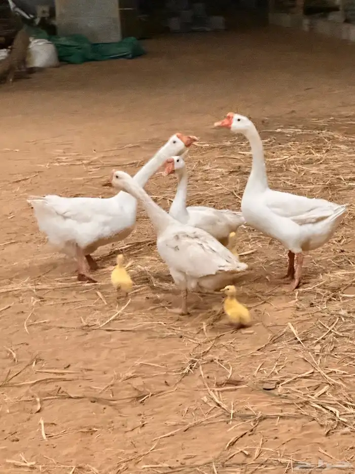 صوص وز روسي بلغاري 8