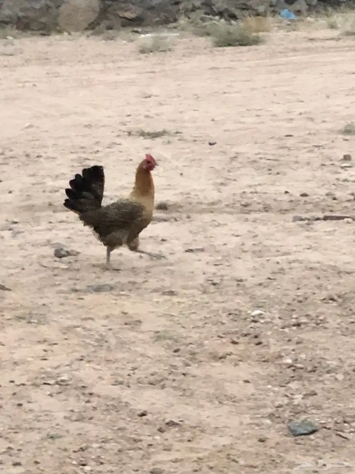 دجاج بلدي تم البيع 4