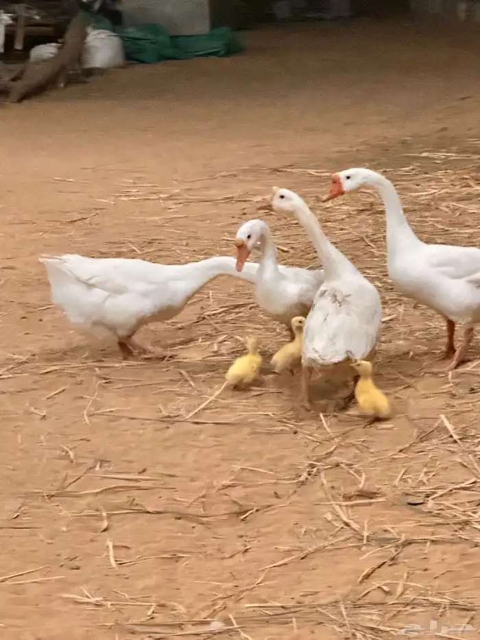 صوص وز روسي بلغاري 7