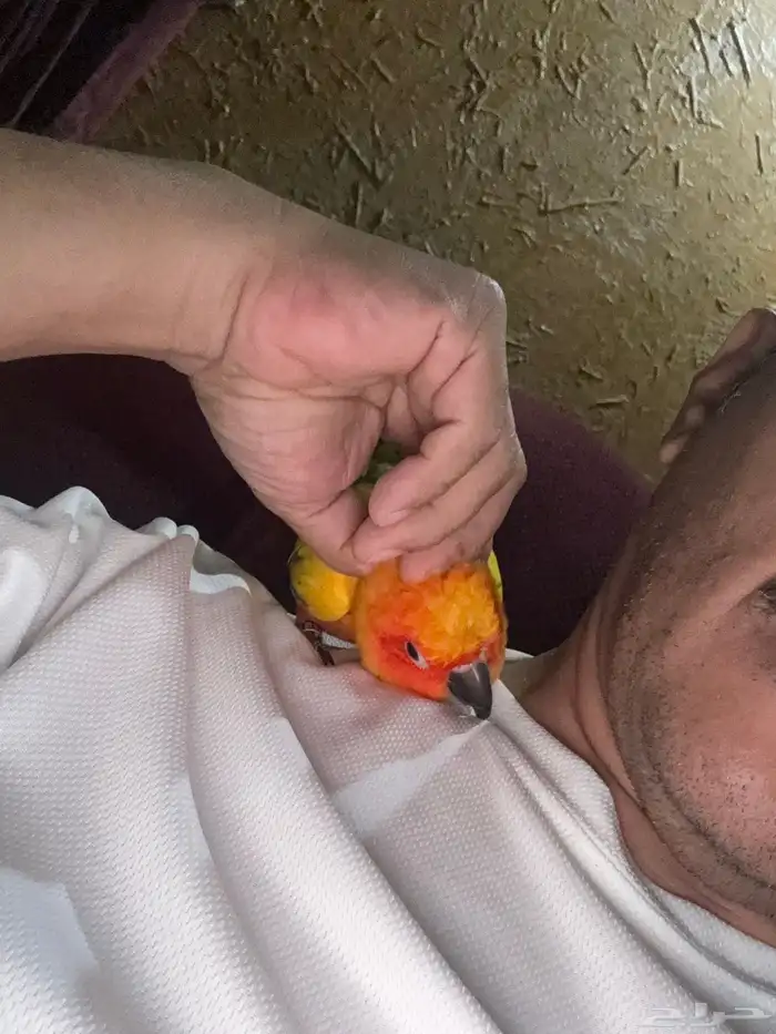 صن كنيور نشبة 1