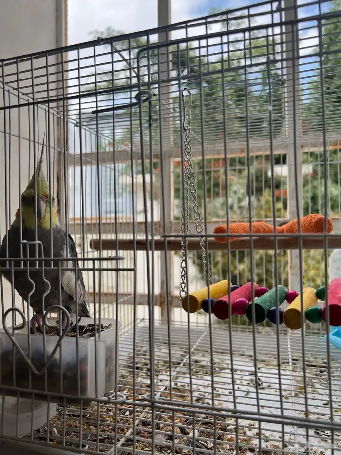 طير كروان للبيع 1