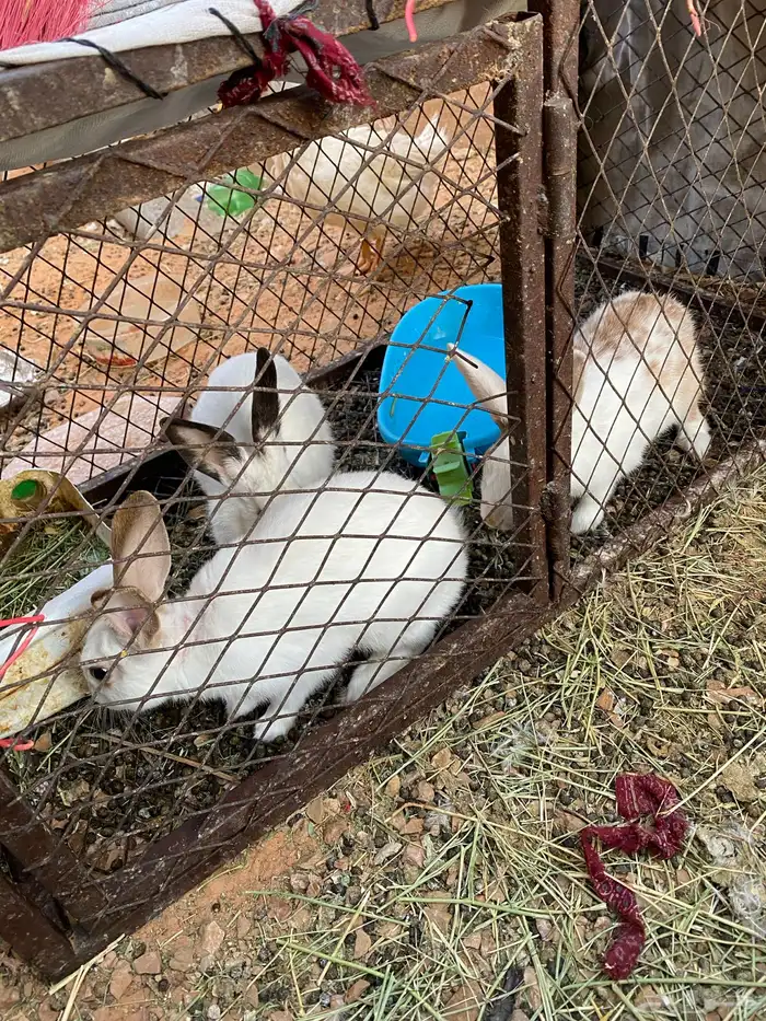 للبيع ارانب   بطه 0