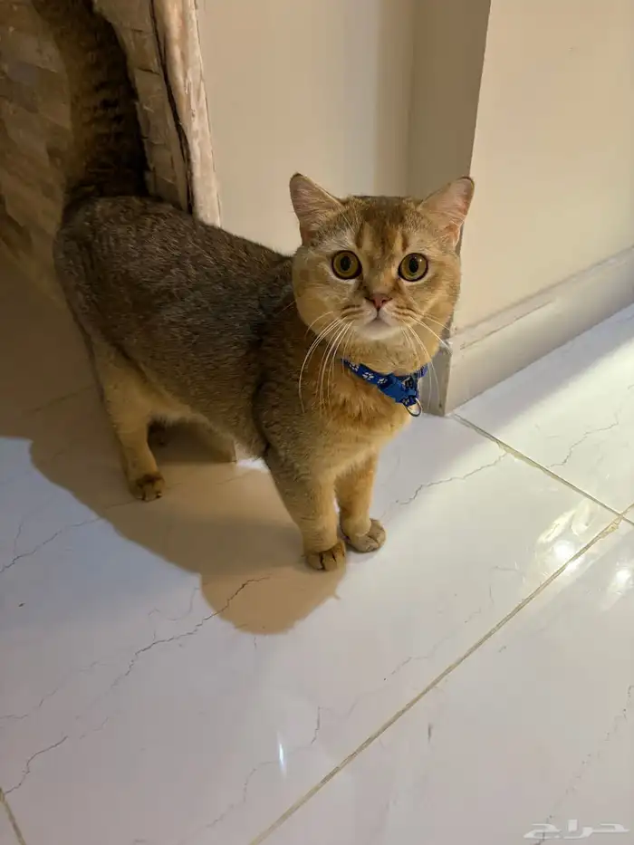 سكوتش ستريت 1