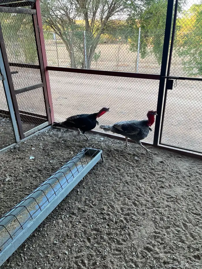 ديوك رومي للبيع 5