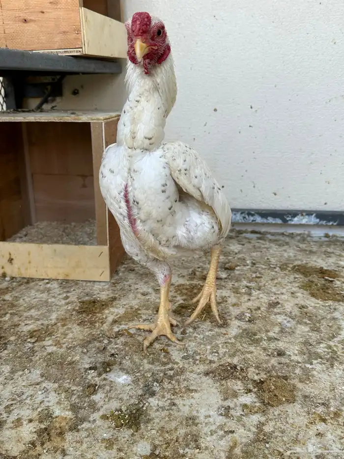 ديوك كوشامو 5