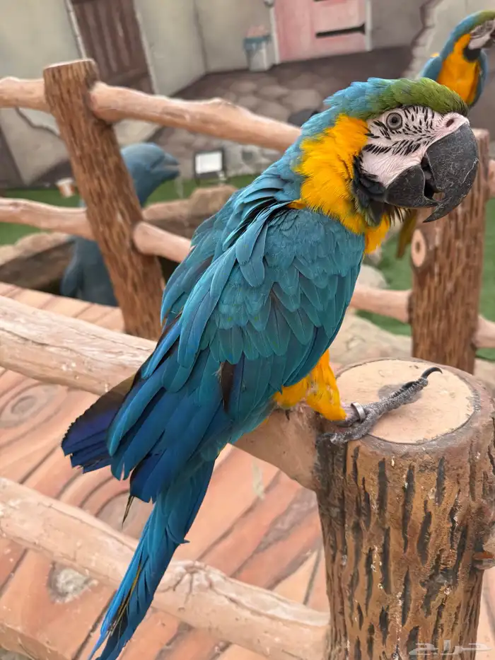 طيور للبيع 9