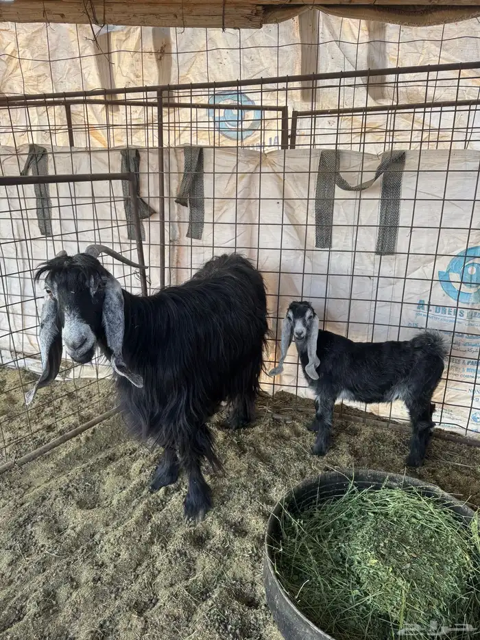 عنز عارضيه السن تامه معها تيس شقا 0