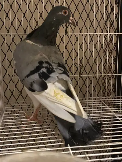 اعرض لكم حمام زاجل وفرنسي index