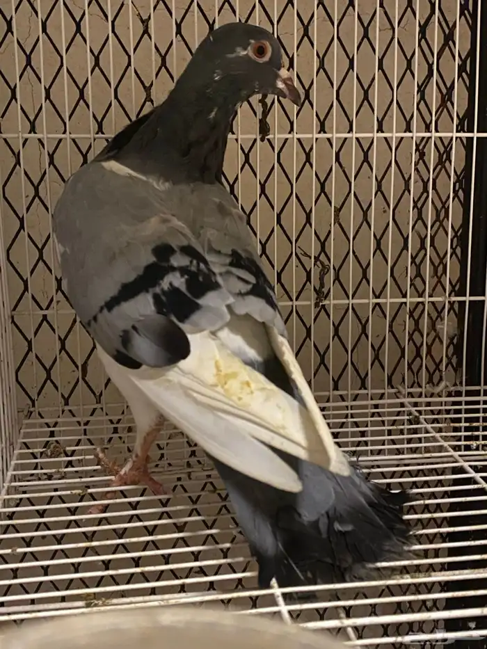 اعرض لكم حمام زاجل وفرنسي 10