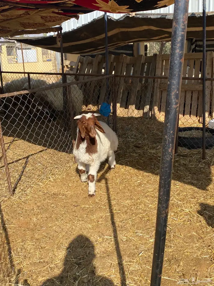 هرفي لبااانني 1