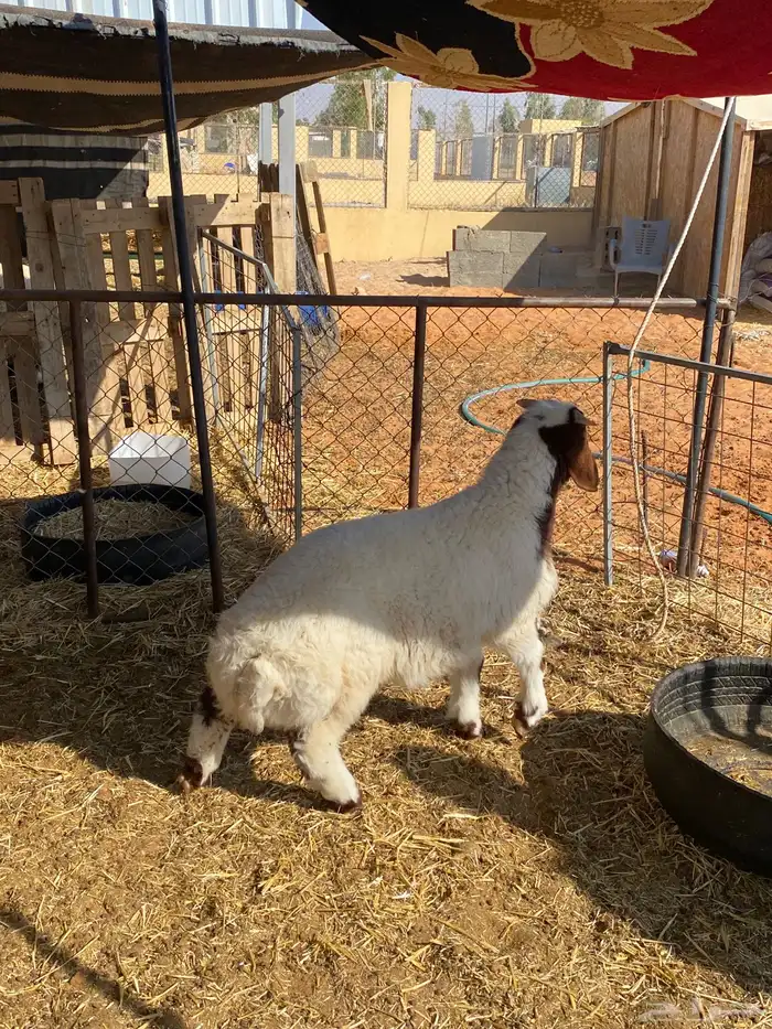 هرفي لبااانني 2