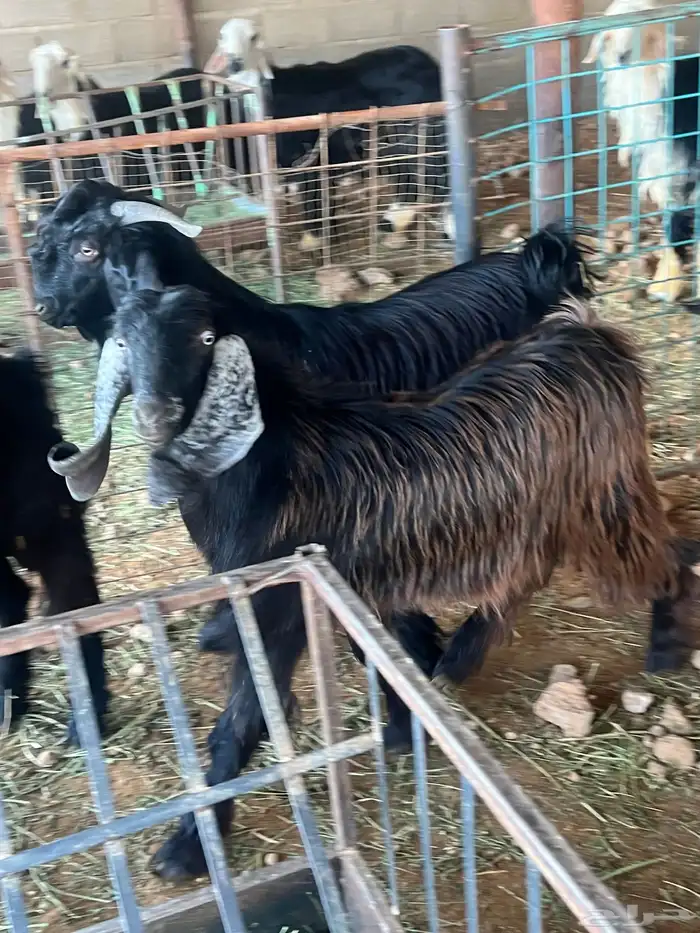 تيوس طيبه للبيع 4