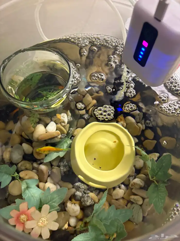 سمك زينه مع الحوض والاكل والمعقم 4