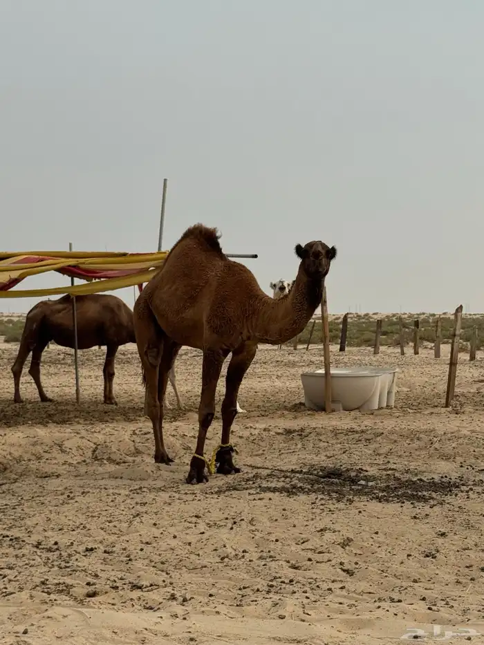 قعودمفرود ساسه دبياني الموقع طريق الرياض خلف نقطة الهزاع 3