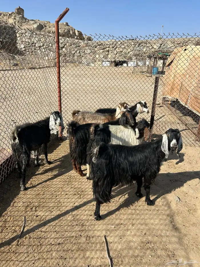 معزا العدد 6 جمع دفيع 0