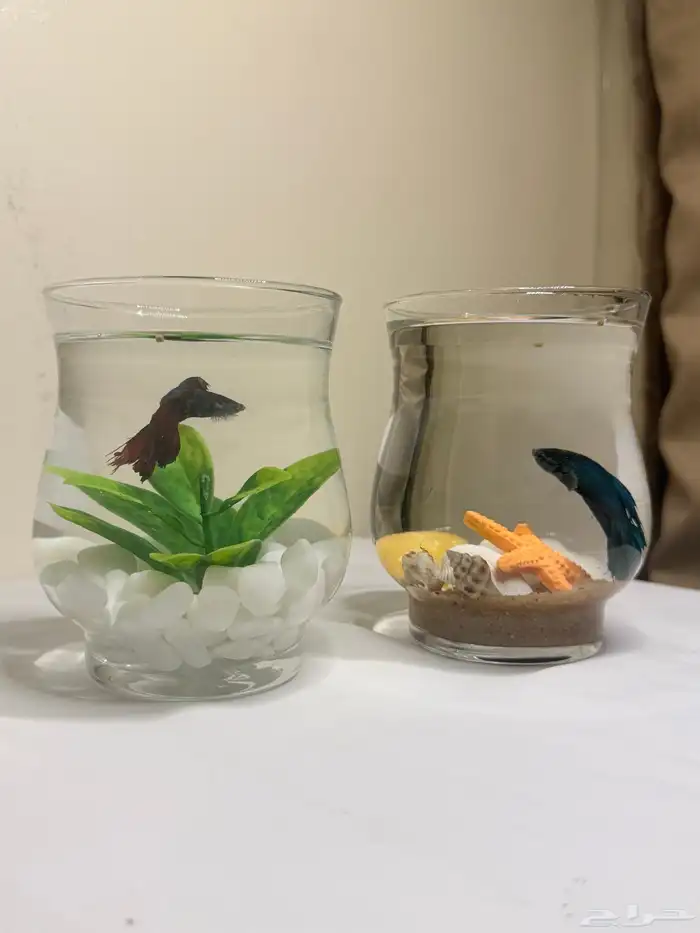 تنسيق احواض سمك فايتر عرض 20 ريال 2