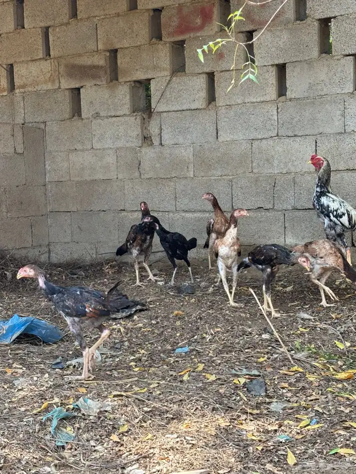 دجاج للبيع 0