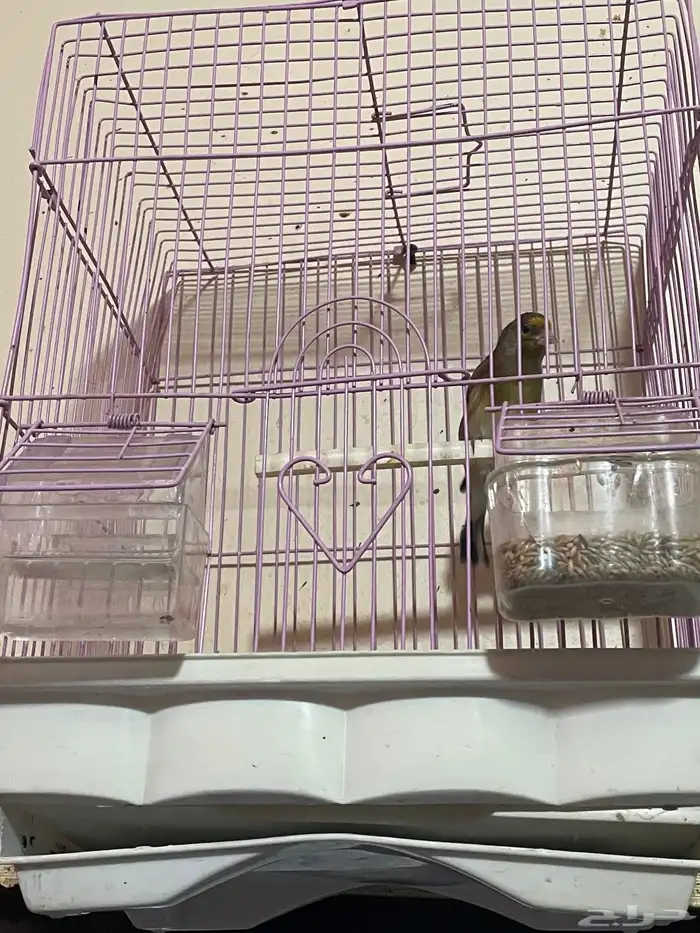 كناري مجموعه ذكور 9