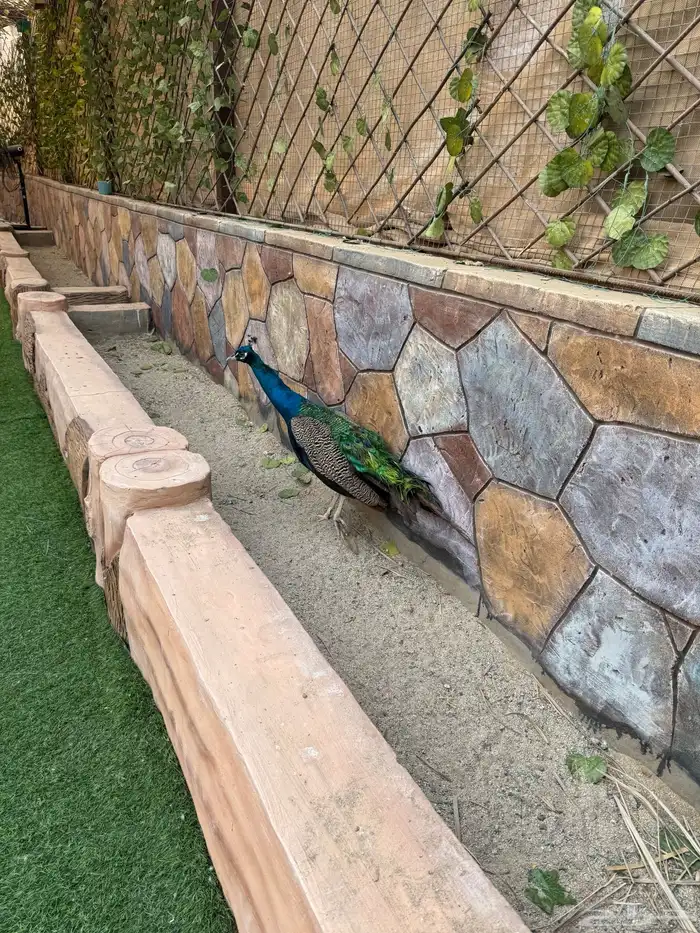 طيور للبيع 15