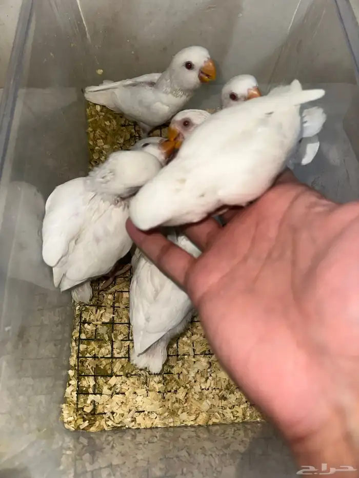 فروخ روز(البينو وبافالو) مميزه وحلوه 1