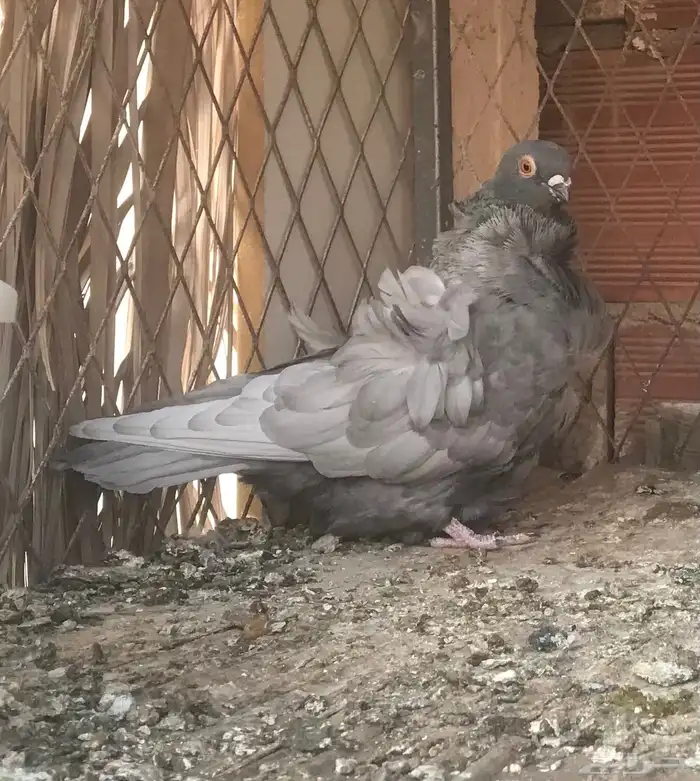 حمام صربي وفرايد زينه 2