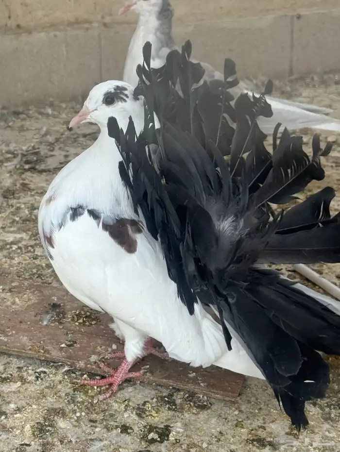 طبات رقاص هولندي 3