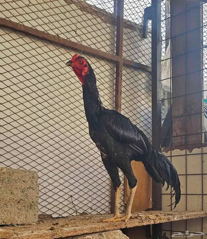 ديك باكستاني سندي 0