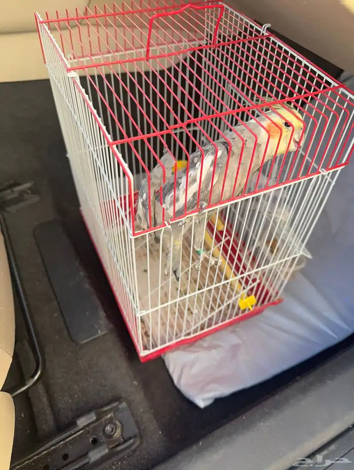 طير كيروان كوكتيل 1