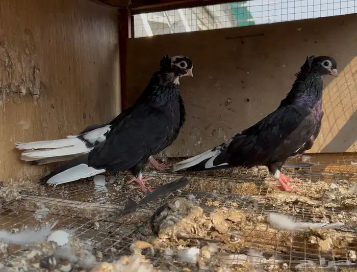 حمام قطيفي 3 اجواز 5