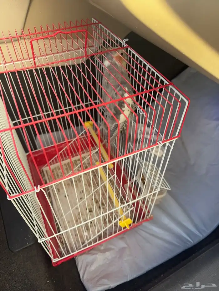 طير كيروان كوكتيل 0